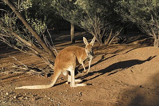 红袋鼠,荒芜,公园,爱丽丝泉,北领地州,澳大利亚