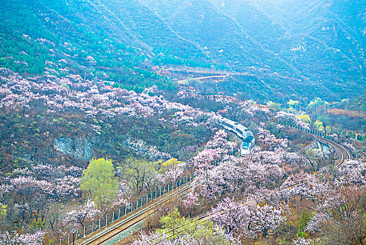 花海列车