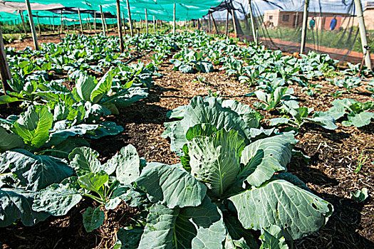 卷心菜,农作物,遮盖,农场,索韦托,南非