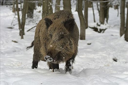 野猪,冬天,野生园,德国