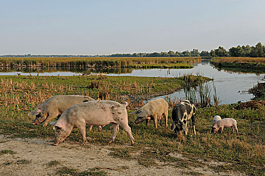 国内的猪,多瑙河三角洲,罗马尼亚,欧洲