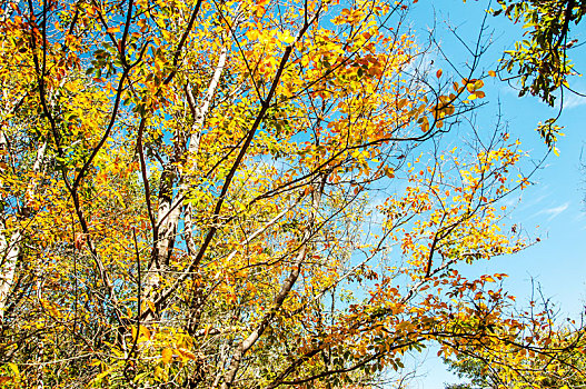 晴朗天气中秋季树木的黄叶