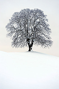 冬天,树,菩提树,椴树属,站立,冰碛,苏黎世,瑞士