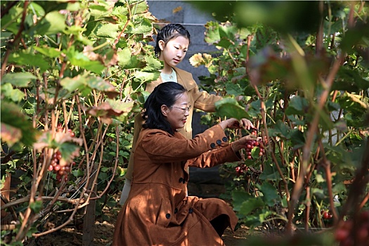 山东省日照市,初冬时节的新鲜水果,冰美人葡萄甜蜜来袭