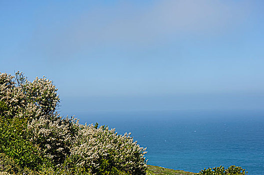 海边植物和蓝天海洋背景