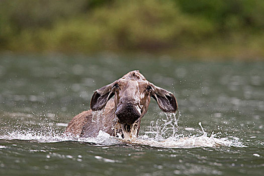驼鹿,母牛,游泳