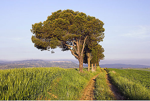树林,乡间小路,托斯卡纳,意大利