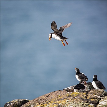 角嘴海雀,北极,五月岛,苏格兰