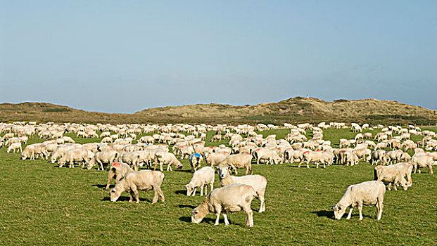 家羊,成群,放牧,沿岸,草场,卡特林斯,南岛,新西兰