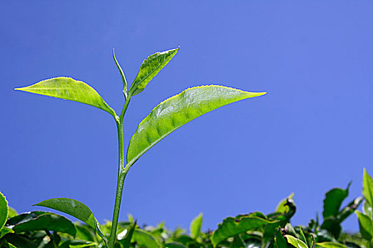 茶叶,种植园,喀拉拉,印度
