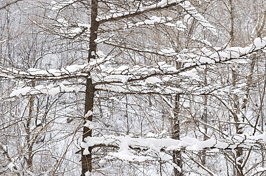 冬季里雪后冰晶玉洁的雪枝