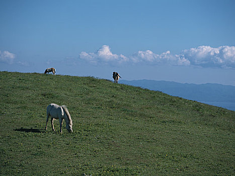 马,山