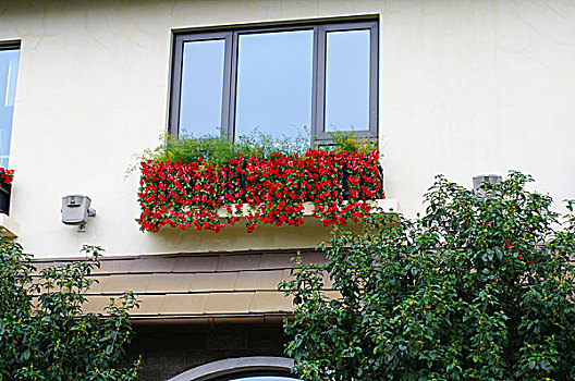 窗户,欧式建筑,鲜花