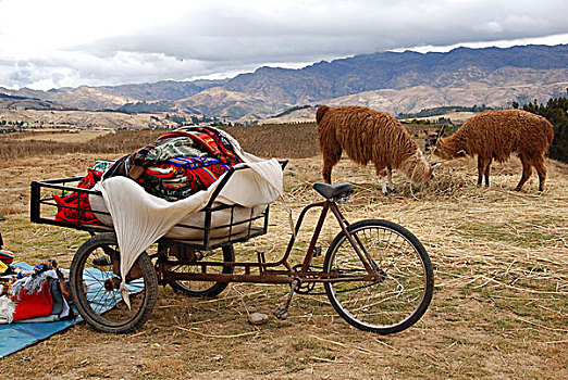 两个,美洲驼,自行车,秘鲁,南美,拉丁美洲