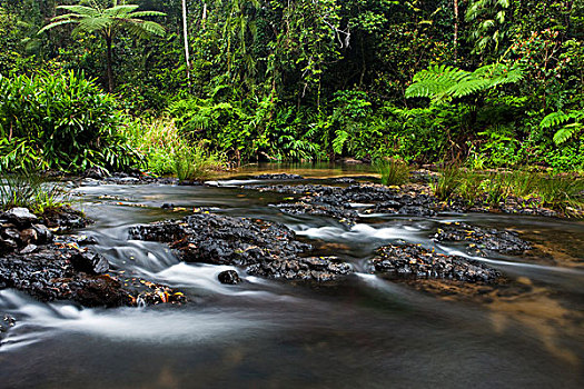 河流,雨林,高原,昆士兰,澳大利亚