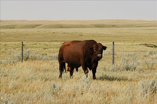 孤单,公牛,围栏,围挡,草原,南方,萨斯喀彻温,加拿大