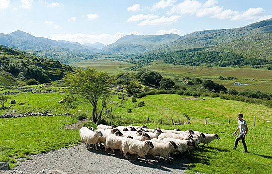 牧羊人,羊群,草场,山,山景,绵羊,农场,凯瑞郡,爱尔兰,欧洲