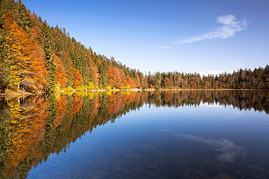 秋日树林,湖,反射,靠近,山,黑森林,巴登符腾堡,德国,欧洲