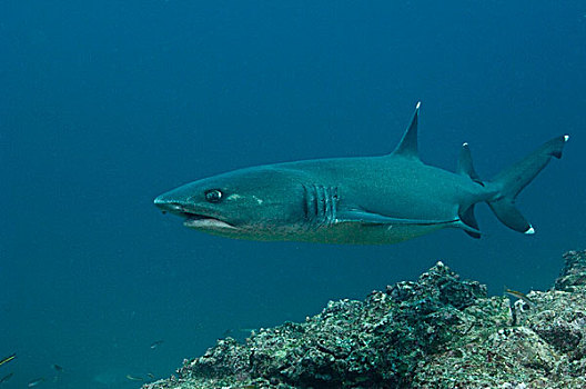 礁石,鲨鱼,鲎鲛,沃尔夫岛,加拉帕戈斯群岛,厄瓜多尔