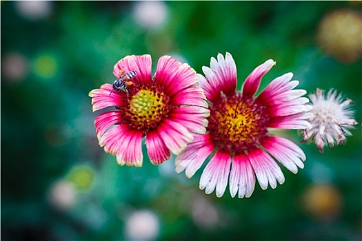 蜜蜂,花,收集,花蜜