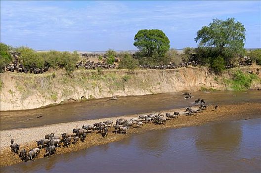 蓝色,角马,马拉河,马赛马拉国家保护区,肯尼亚,东非
