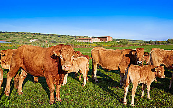 母牛,牛,埃斯特雷马杜拉,西班牙,道路