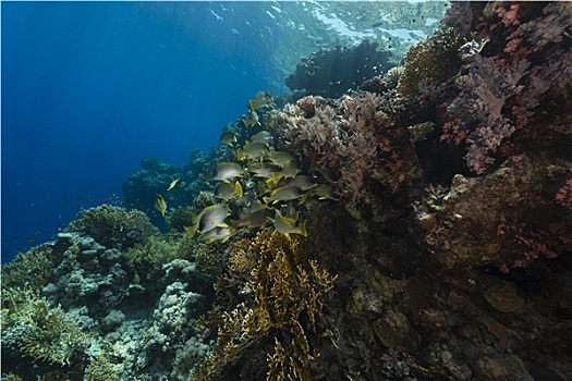 甜唇鱼,水生物,红海