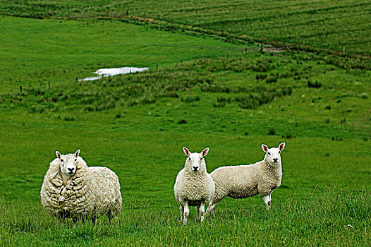 骡子,羊羔肉,脚,苏格兰边境