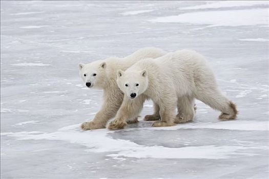 两个,年轻,北极熊,走,上方,冰,丘吉尔市,曼尼托巴,加拿大
