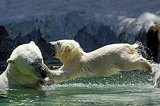 北极熊,雌性,幼兽,玩,加拿大