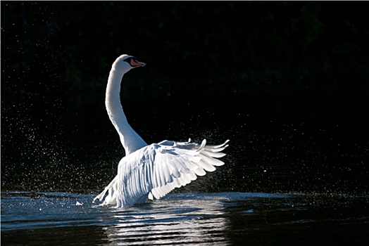 白色,伸展,翼,水塘