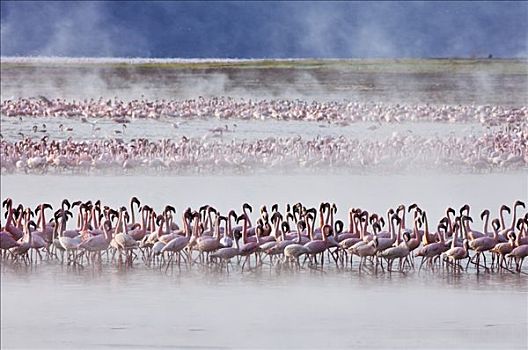 肯尼亚,小红鹳,藻类,温泉,柏哥利亚湖,碱性湖,大裂谷
