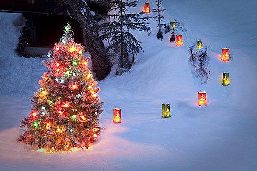 照亮,圣诞树,树林,阿拉斯加