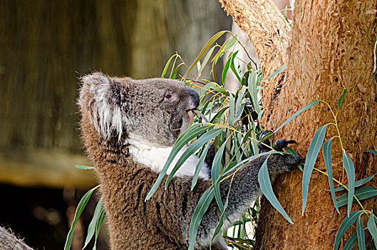 澳大利亚,南澳大利亚州,阿德莱德,野生动植物园,树袋熊