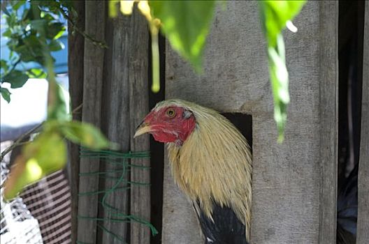 鸡,省,米沙鄢,菲律宾