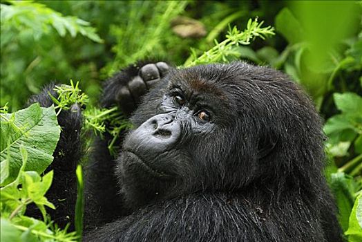 山地大猩猩,大猩猩,肖像,火山国家公园,卢旺达