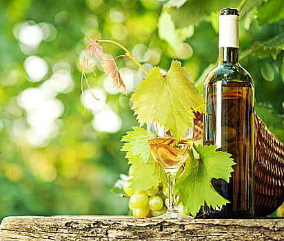 白葡萄酒瓶,玻璃杯,年轻,藤,葡萄串,绿色,春天,背景