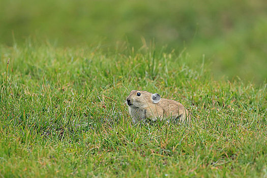 可爱的高原鼠兔
