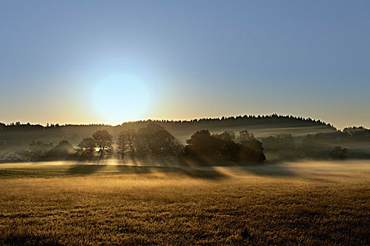 早,早晨,雾,湿地,陆地,区域,上巴伐利亚,巴伐利亚,德国,欧洲