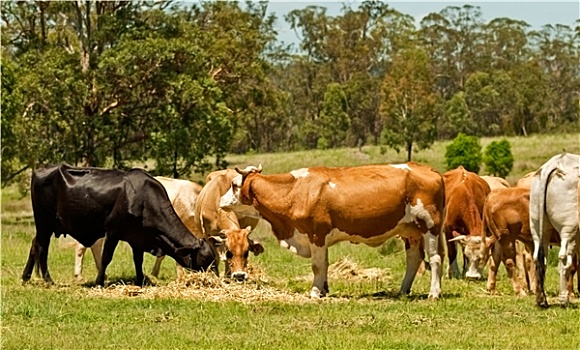 澳大利亚,菜牛,母牛,进食