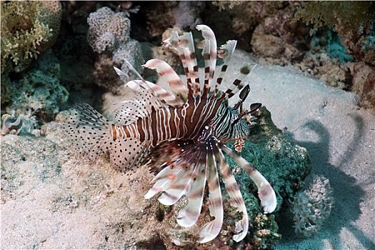 珊瑚,蓑鲉