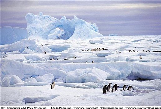 阿德利企鹅,企鹅,南极企鹅,海鸟,鸟,冰,岛屿,南极,动物