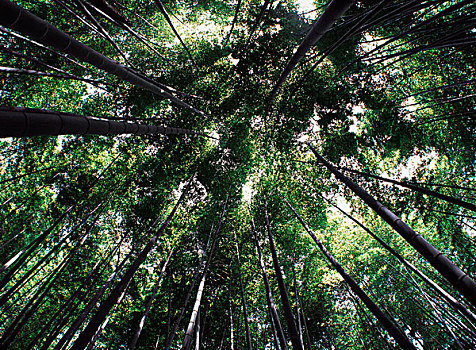 日本,树荫,竹林