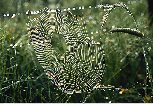 特写,蜘蛛网,地点,艾伯塔省,加拿大