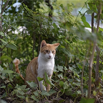 绿丛中的小花猫