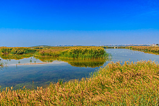 沙湖湿地景观