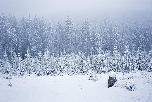 树,雪,遮盖,风景,捷克共和国
