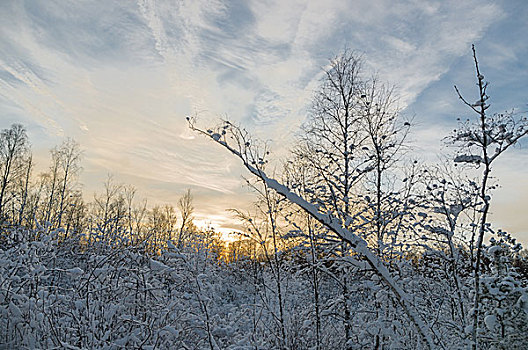 彩色,日落,雪,树林,冬季风景