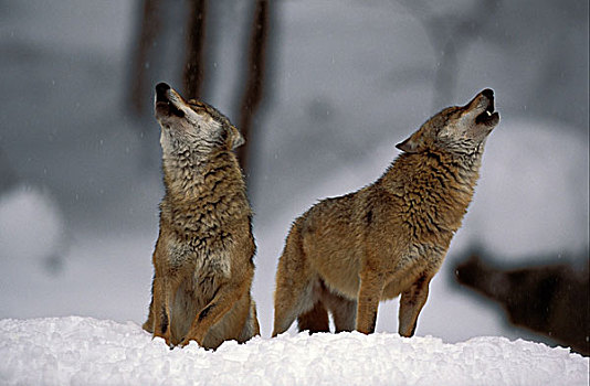 欧洲,狼,两个,雪,叫喊