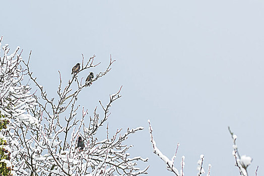 三只鸟,树,雪